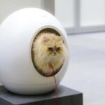 2026日本东京宠物用品展览会 Interpets Asia Pacific